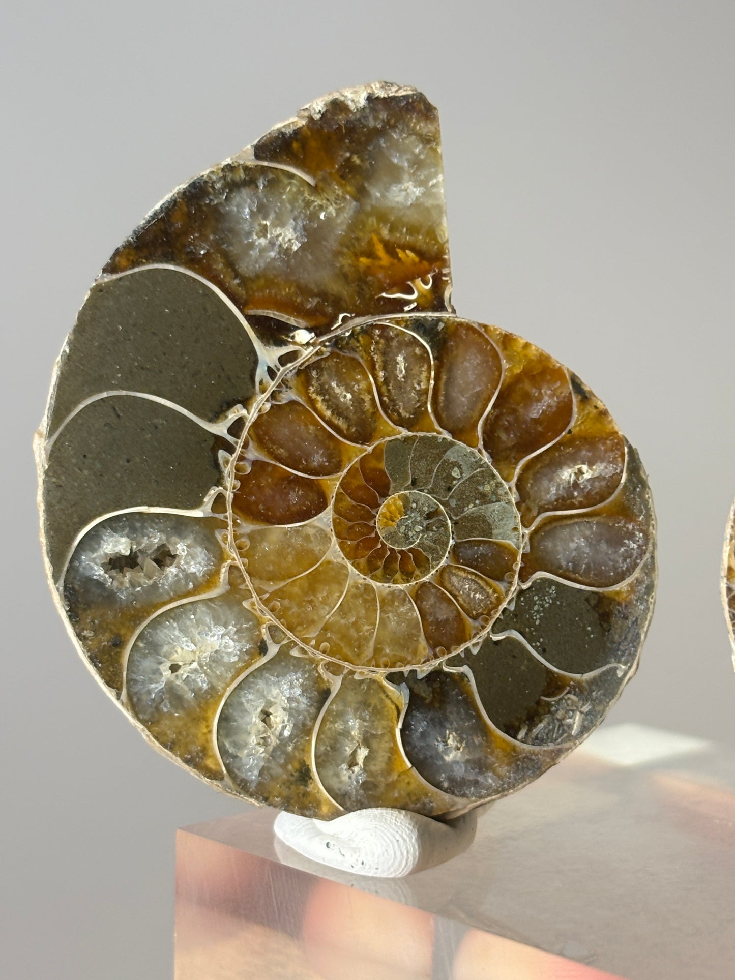 Small ammonite pair on acrylic block