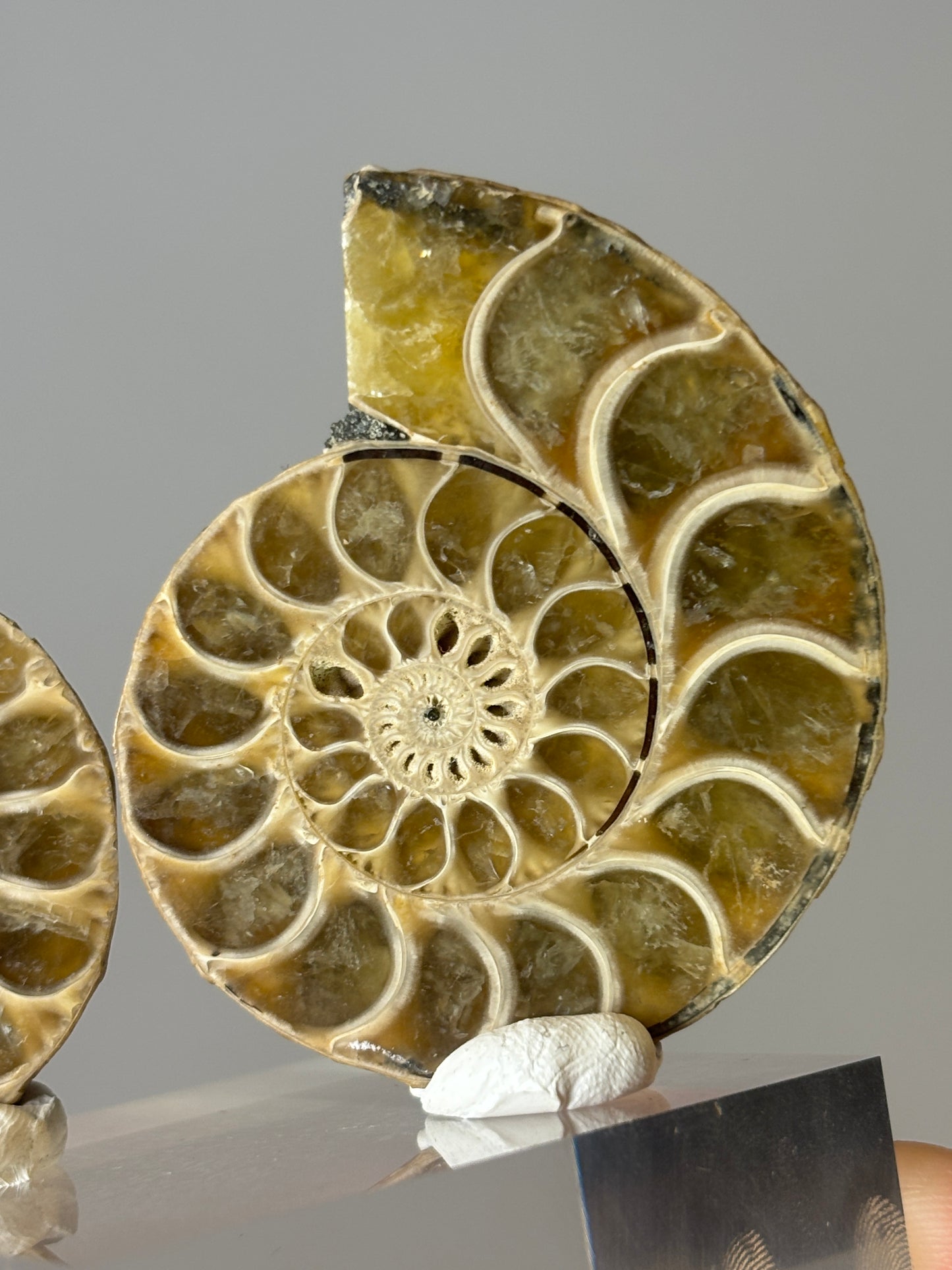 Small ammonite pair on acrylic block