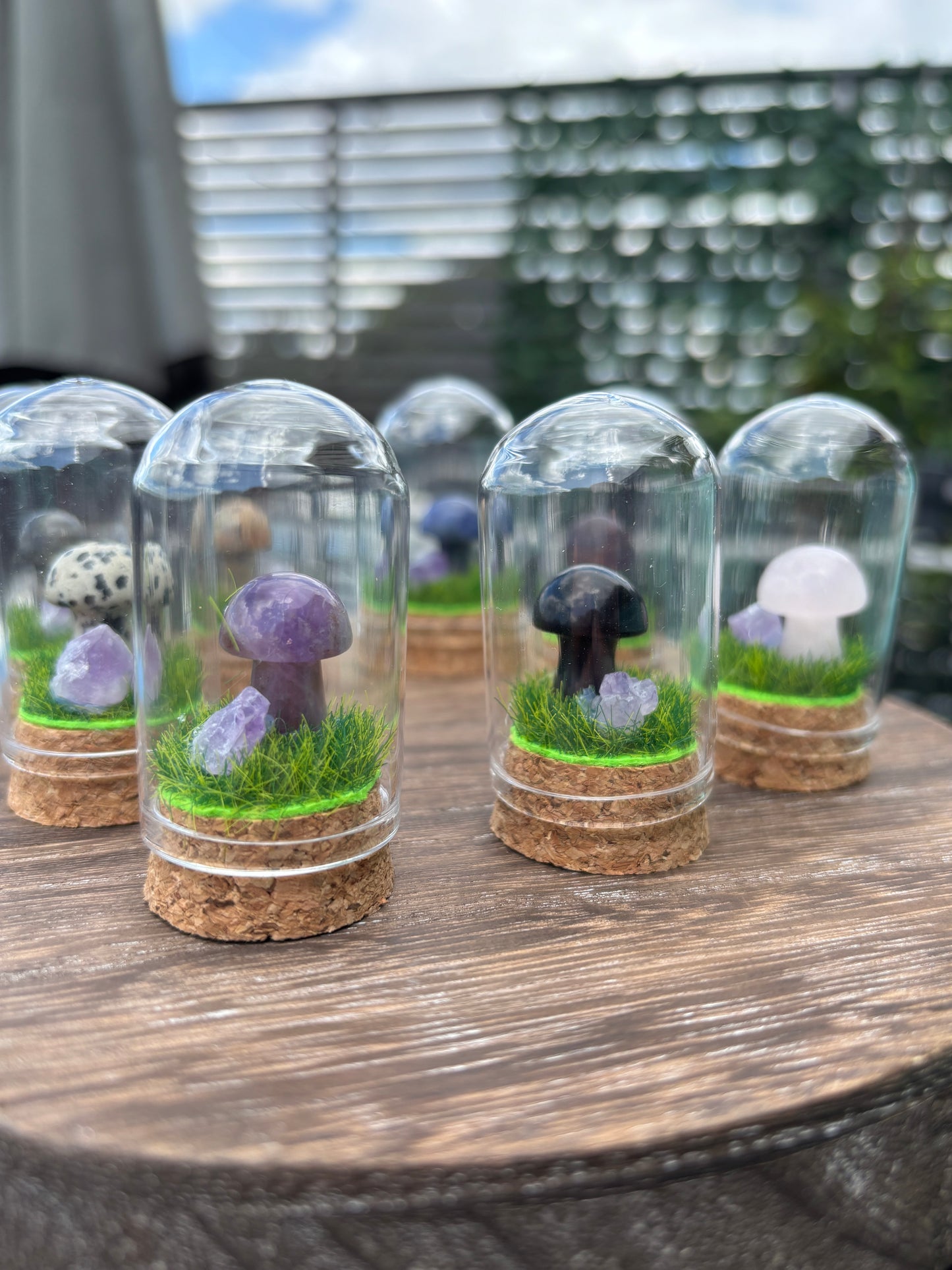 Mini mushroom terrarium