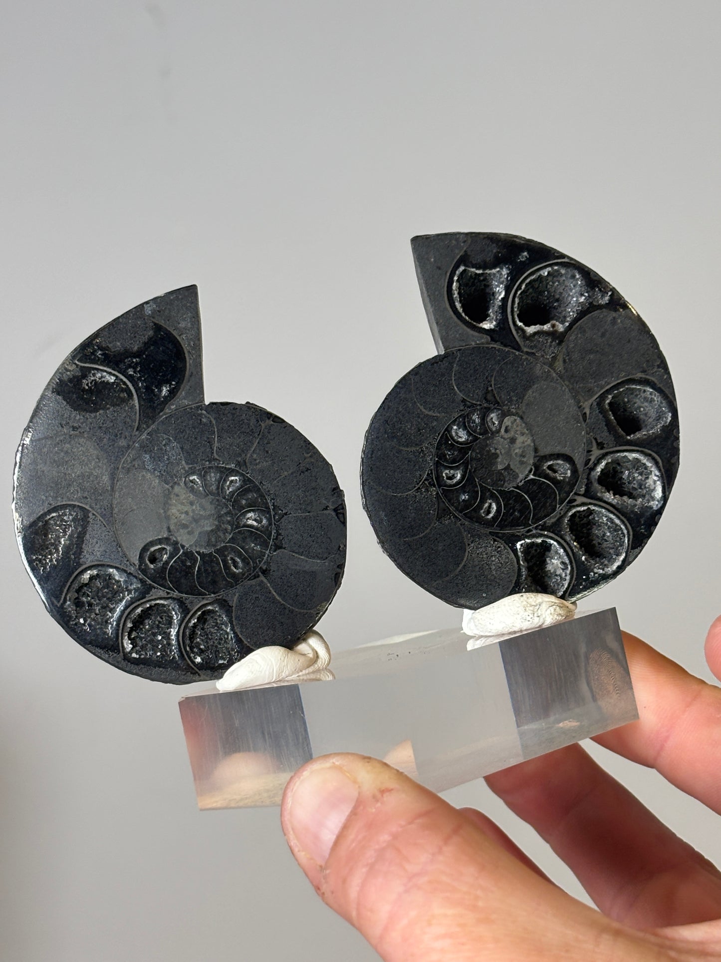 Small ammonite pair on acrylic block
