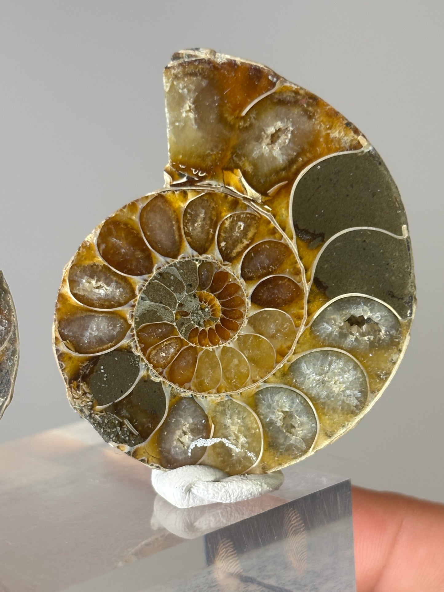 Small ammonite pair on acrylic block