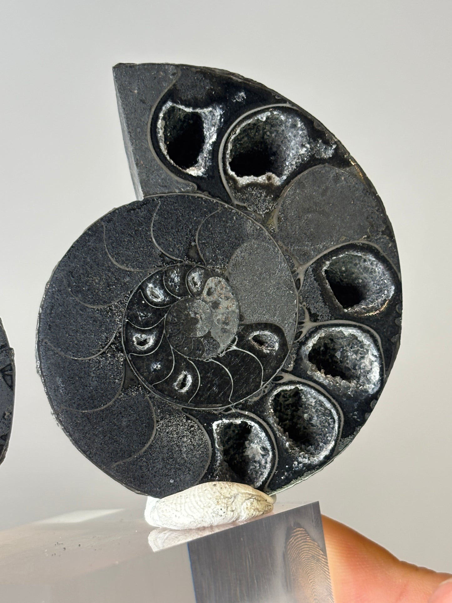 Small ammonite pair on acrylic block