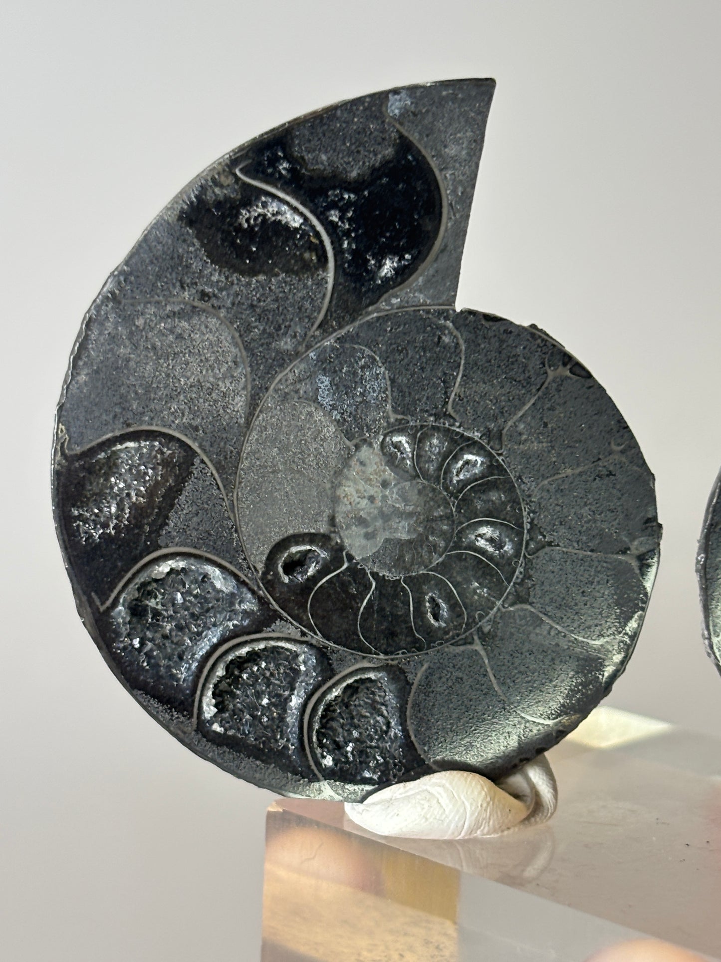 Small ammonite pair on acrylic block