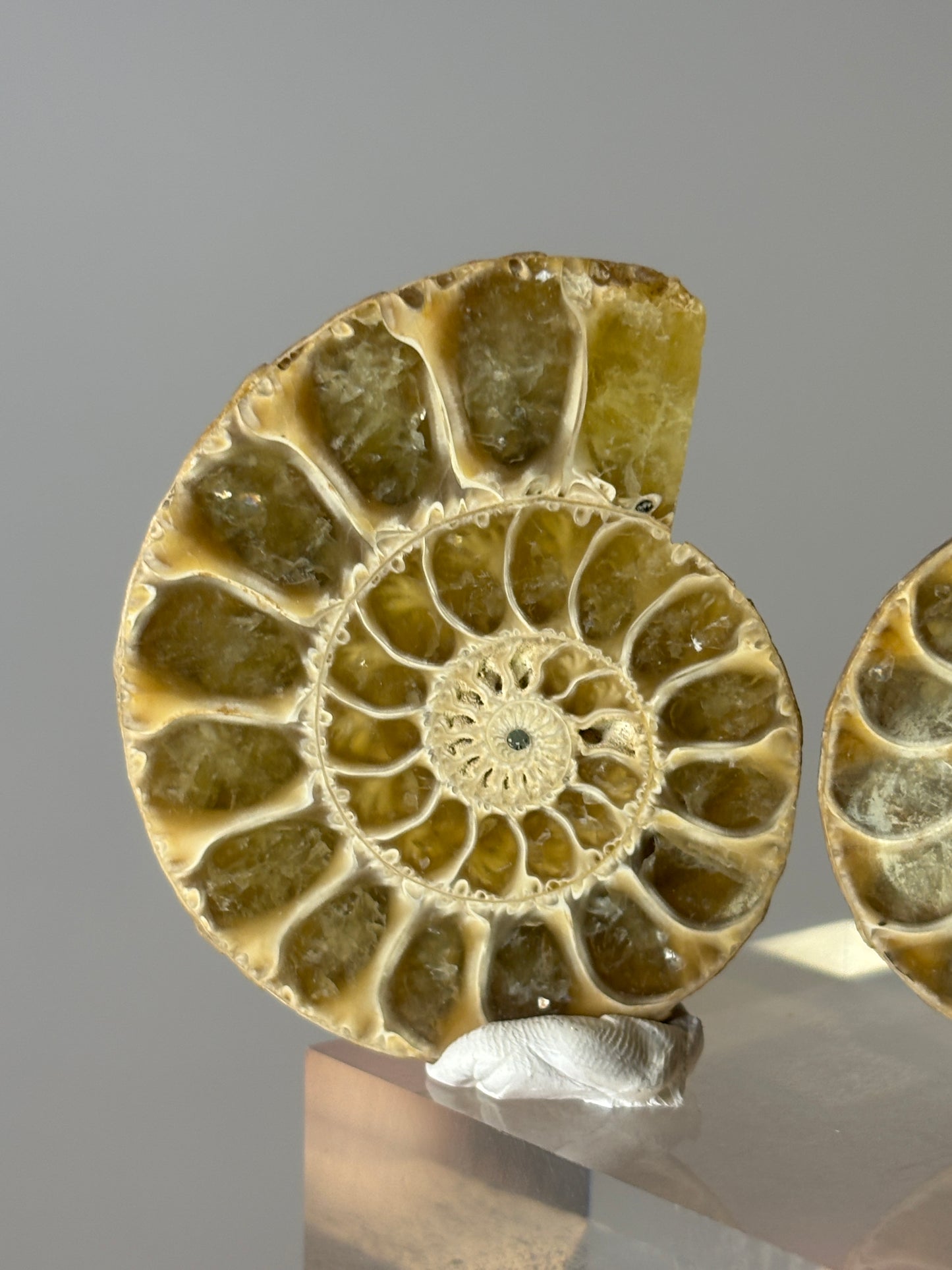 Small ammonite pair on acrylic block