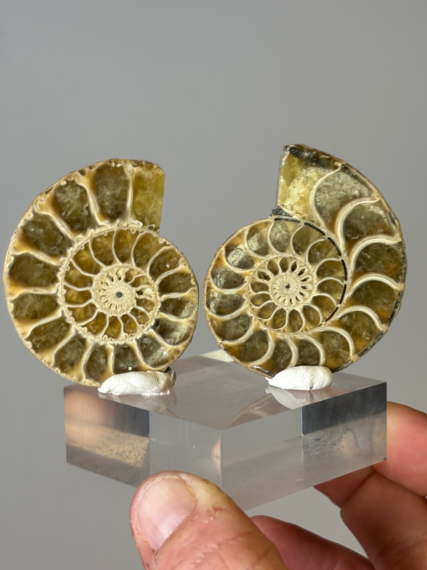 Small ammonite pair on acrylic block