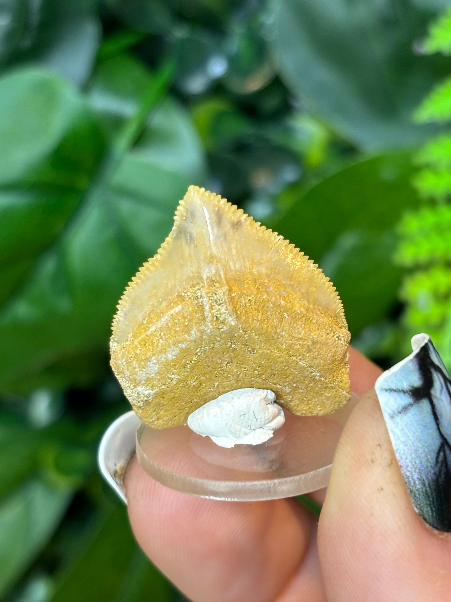 Fossilised Shark teeth