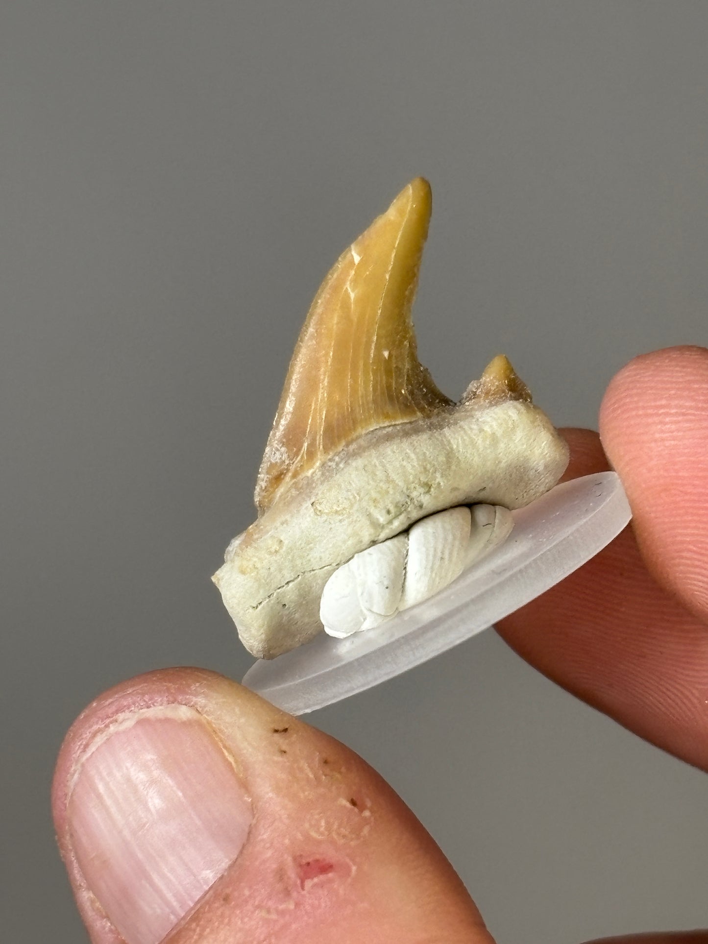 Shark teeth