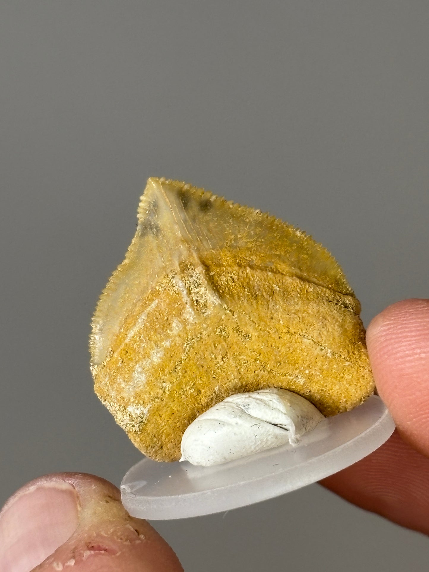 Shark teeth