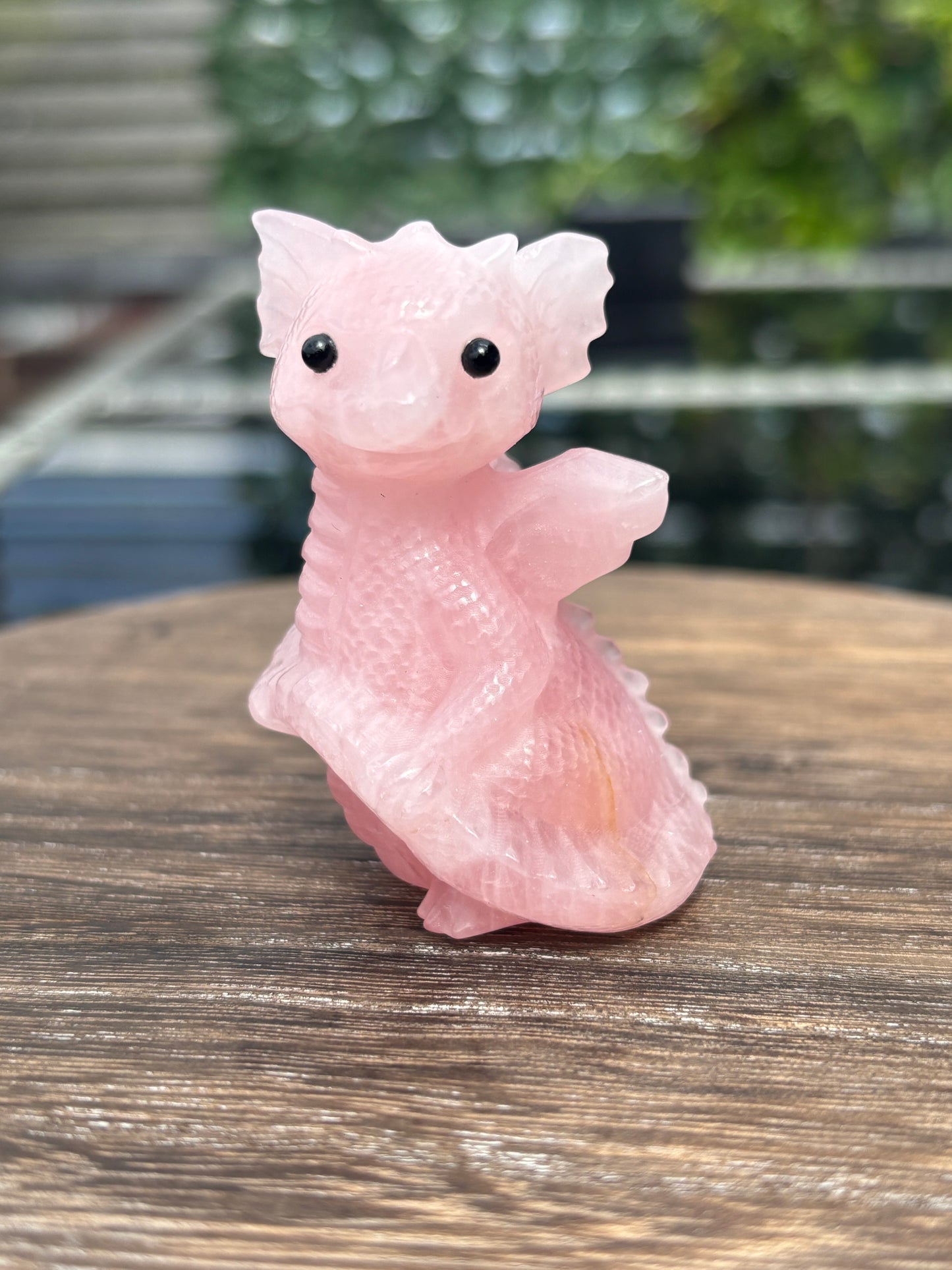 Baby dragons- medium