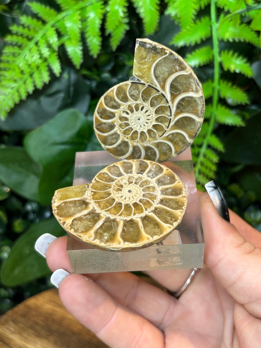 Ammonite pair on acrylic block