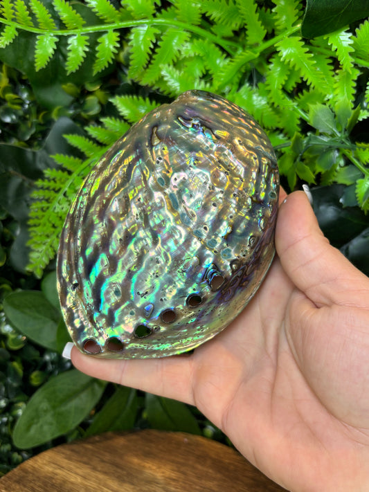 Paua shell (Abalone)
