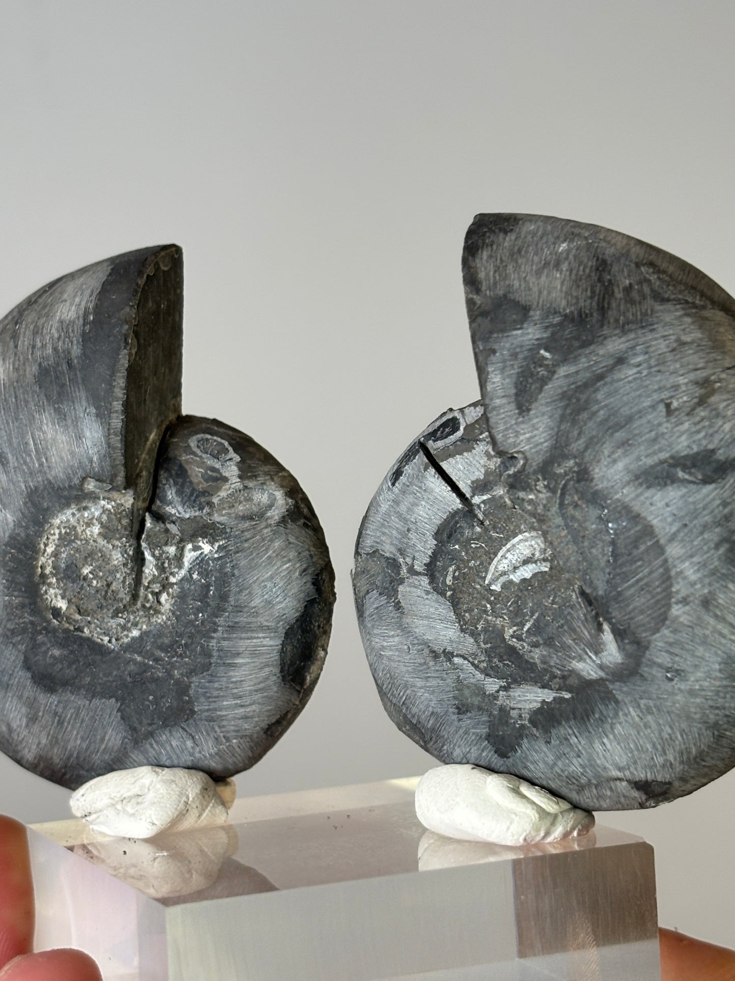 Small ammonite pair on acrylic block