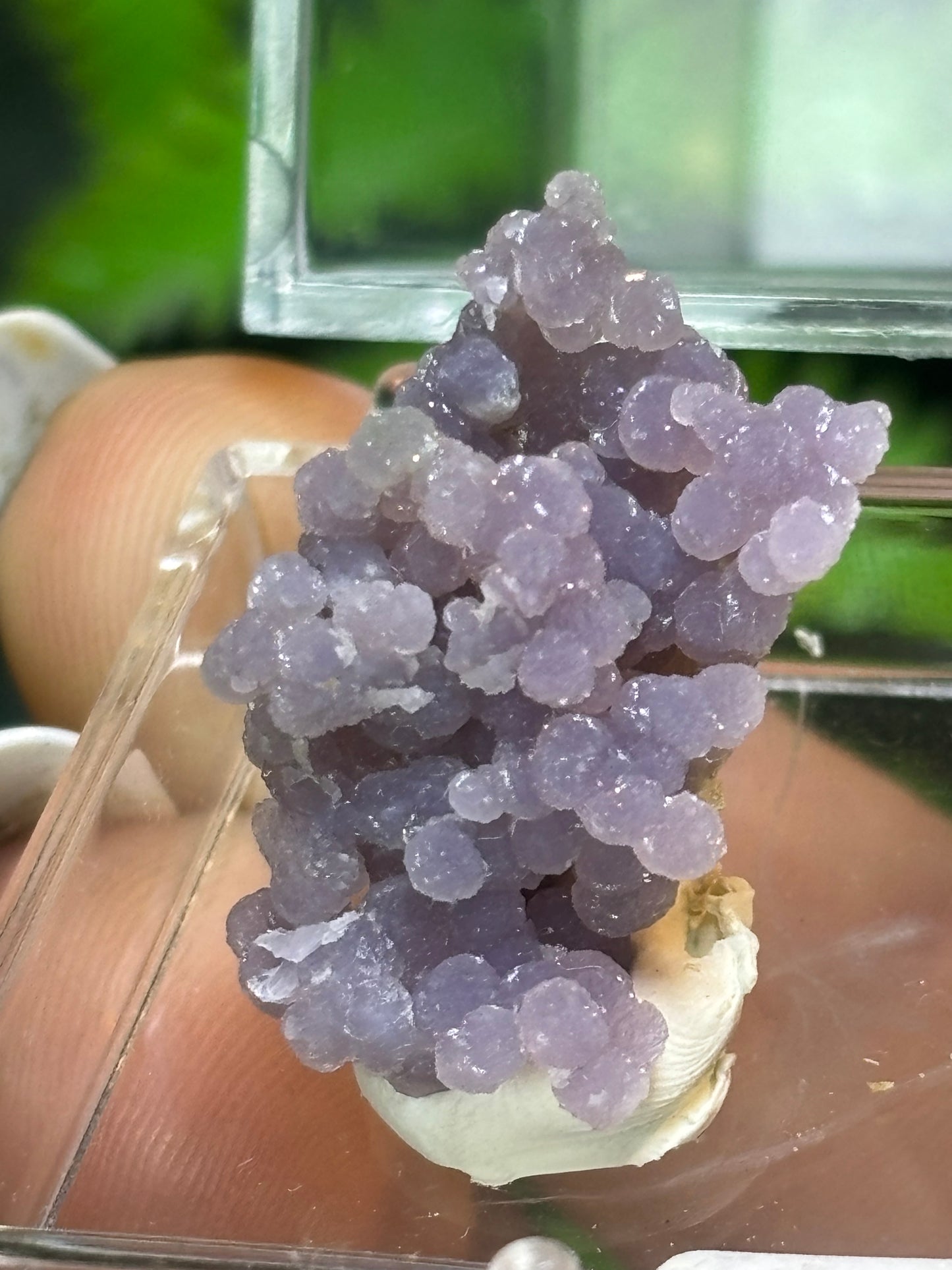 Grape Agate boxed specimen - Indonesia