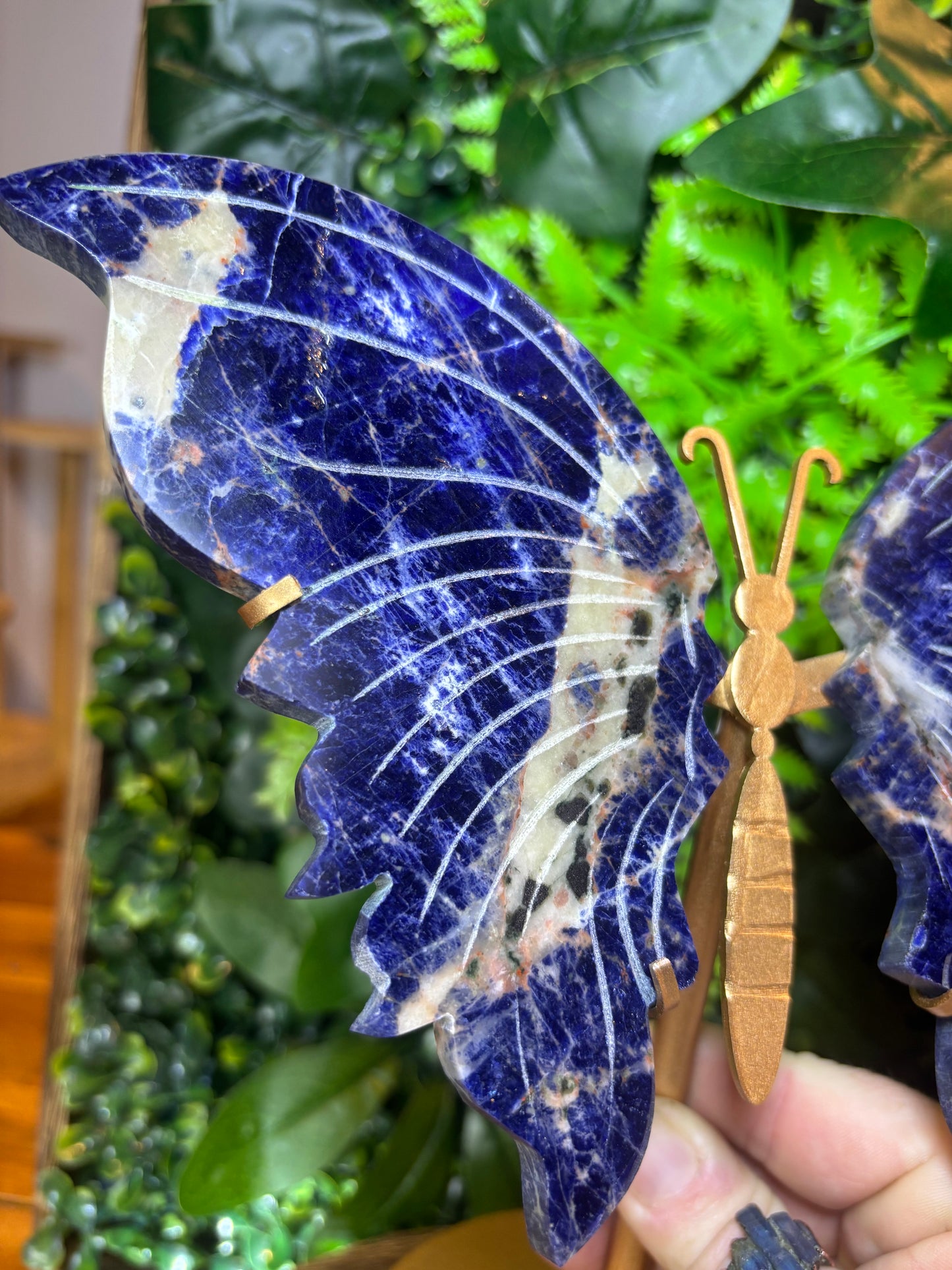 Large Sodalite butterfly wings on custom stand