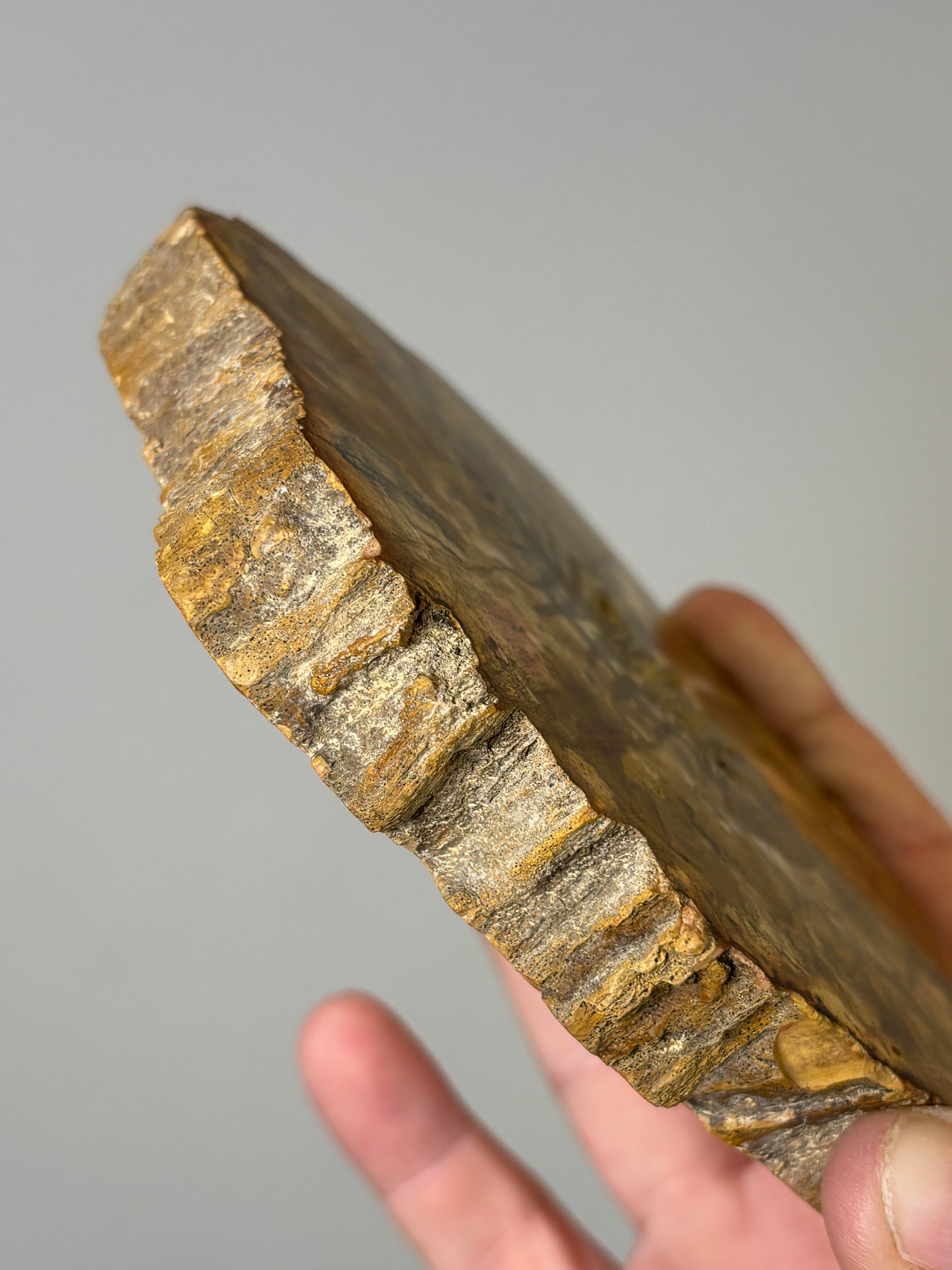 Petrified Wood slabs