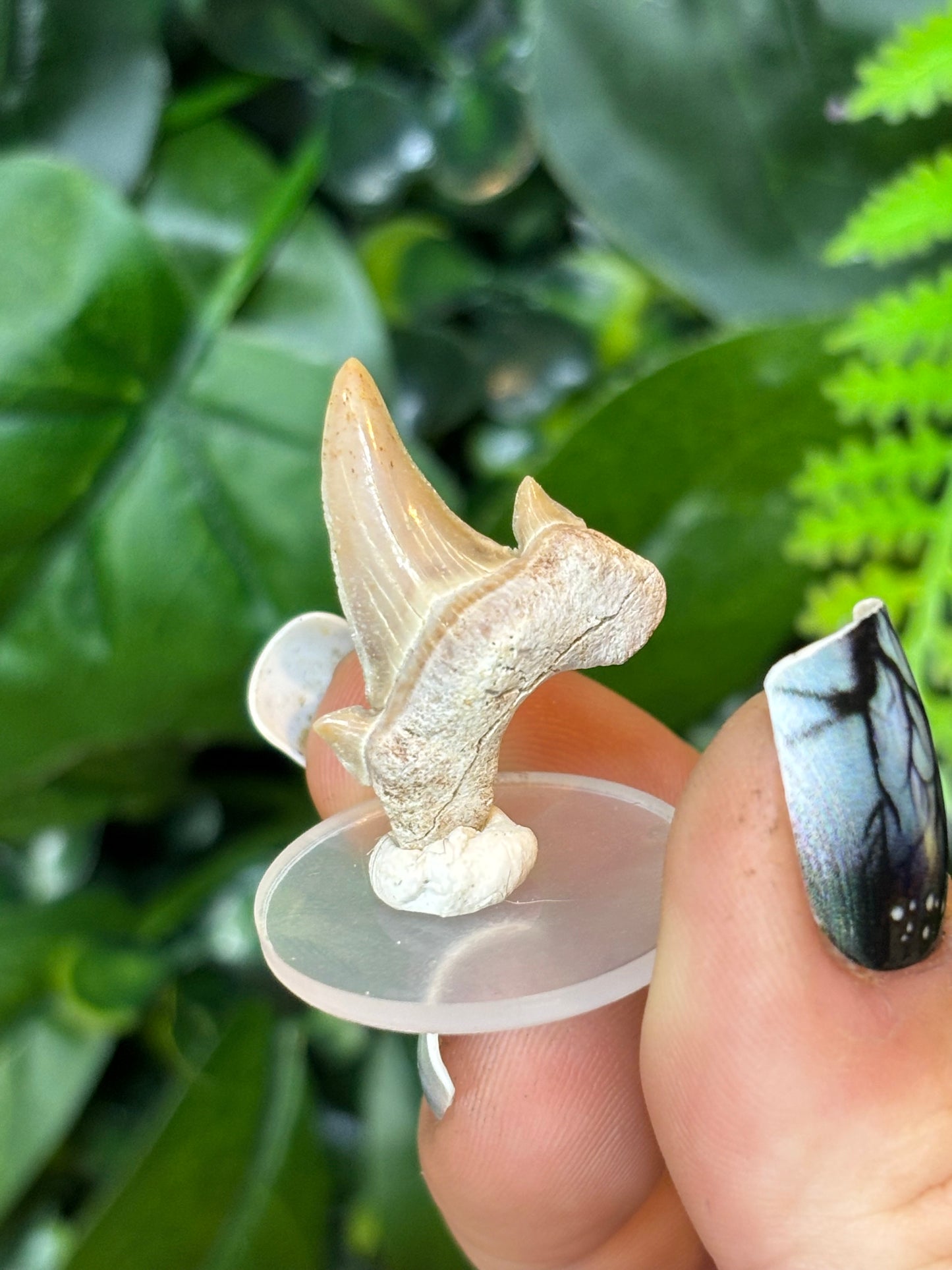 Fossilised Shark teeth