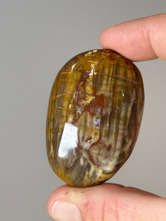 Petrified wood palm stones