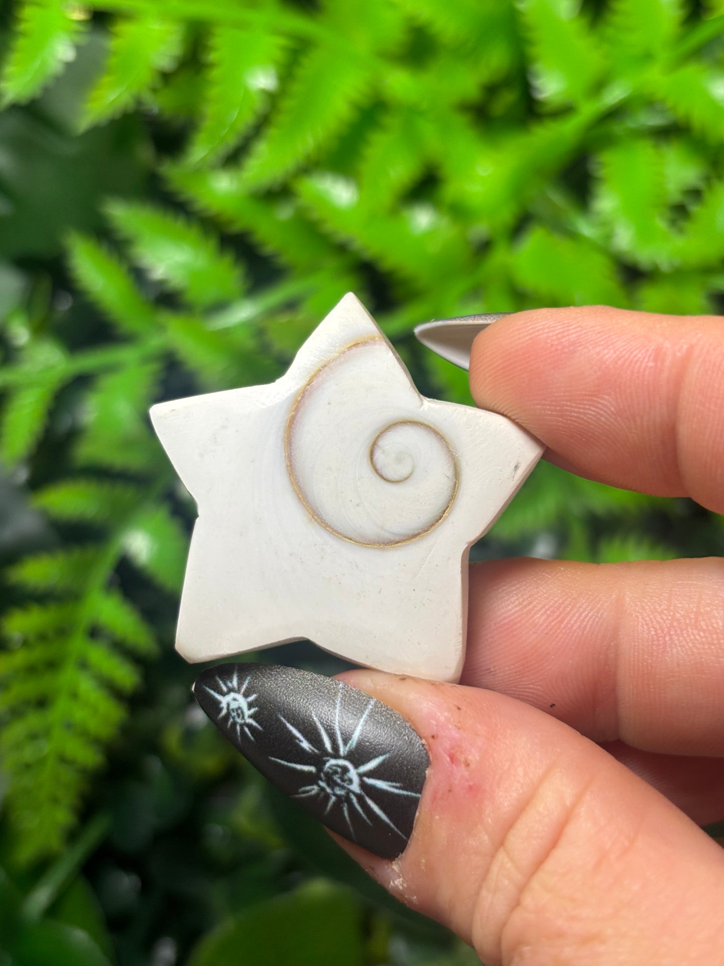 Shiva Shell Star
