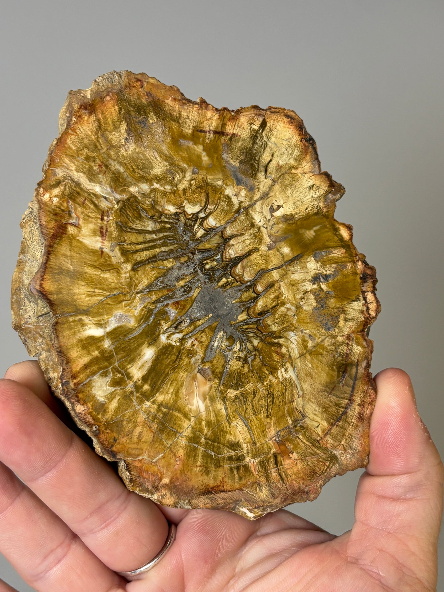Petrified Wood slabs