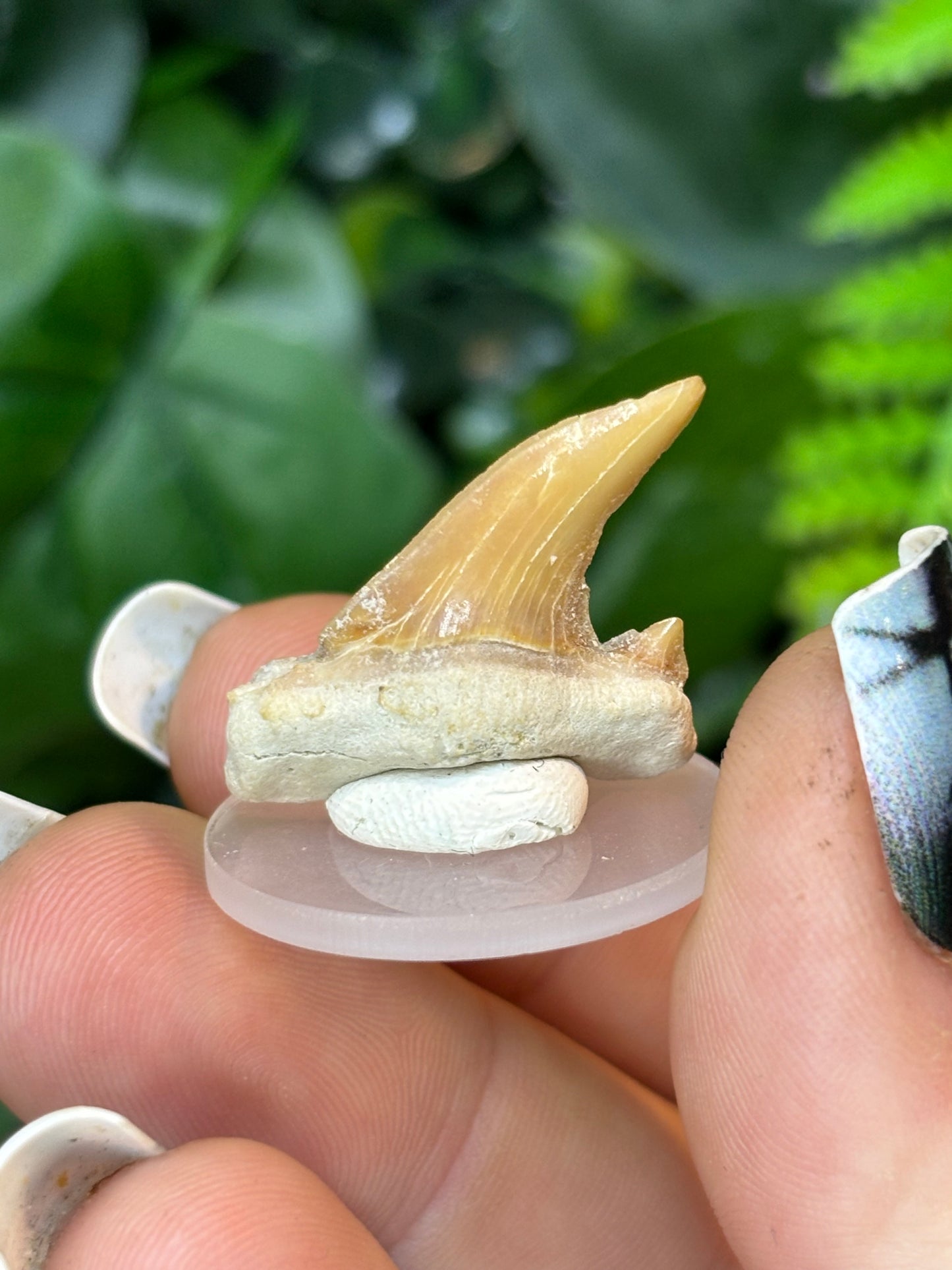 Fossilised Shark teeth