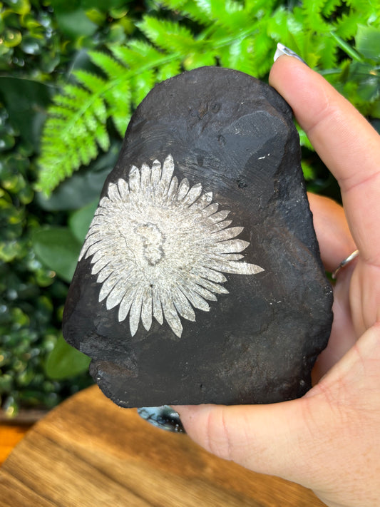Chrysanthemum stone freeform