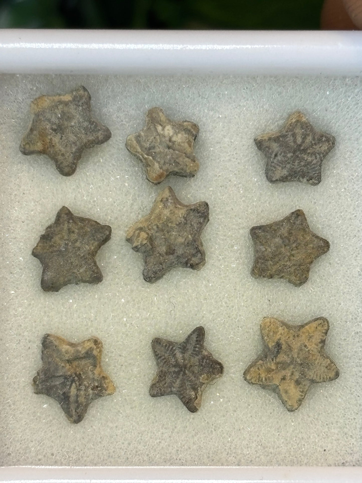 Crinoid stars - Morocco
