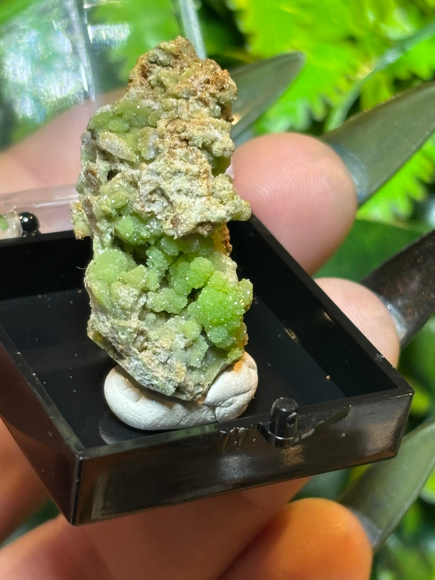 Pyromorphite in display box - Rare