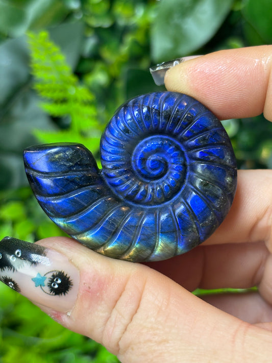 Labradorite ammonite