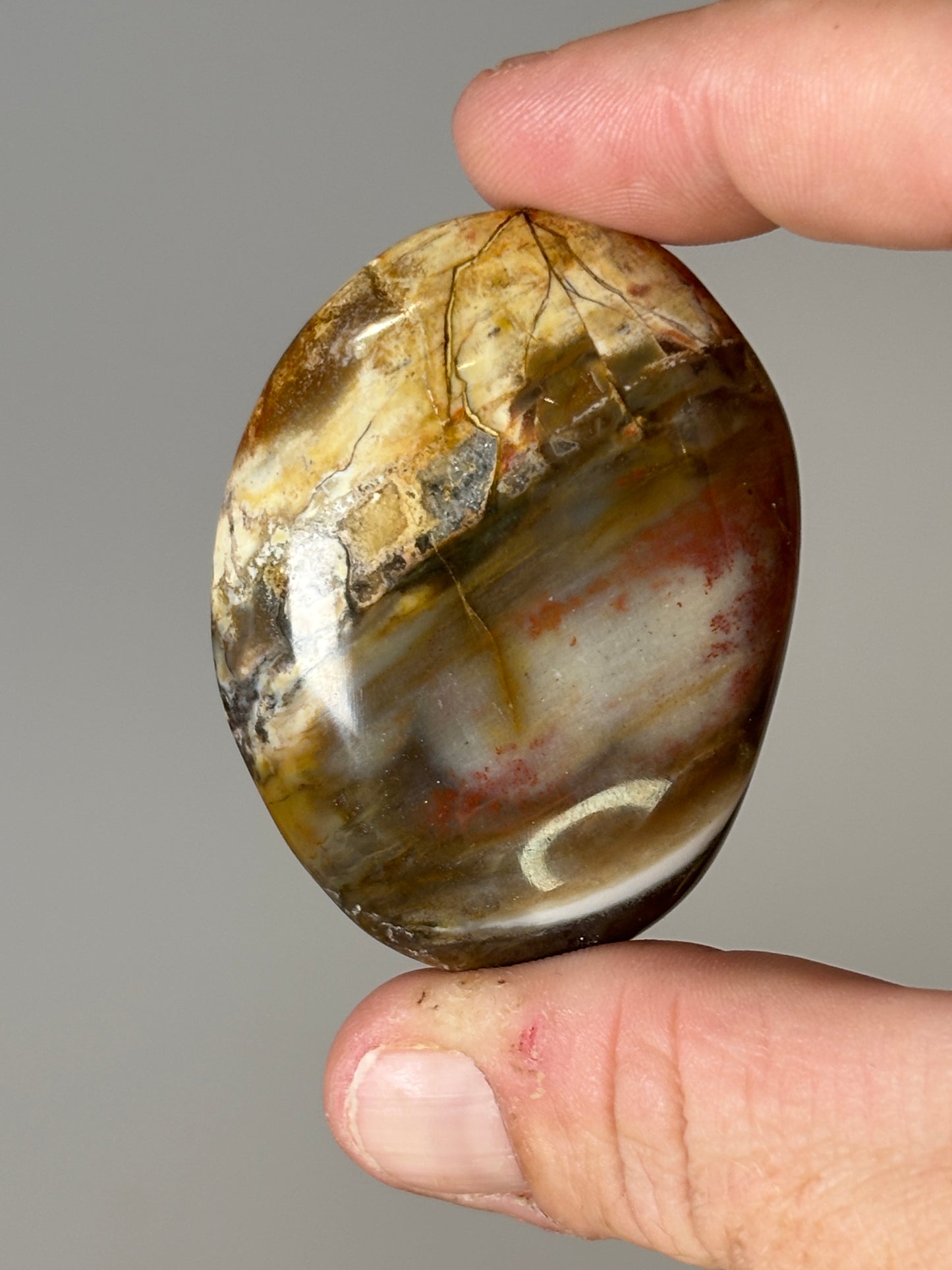 Petrified wood palm stones
