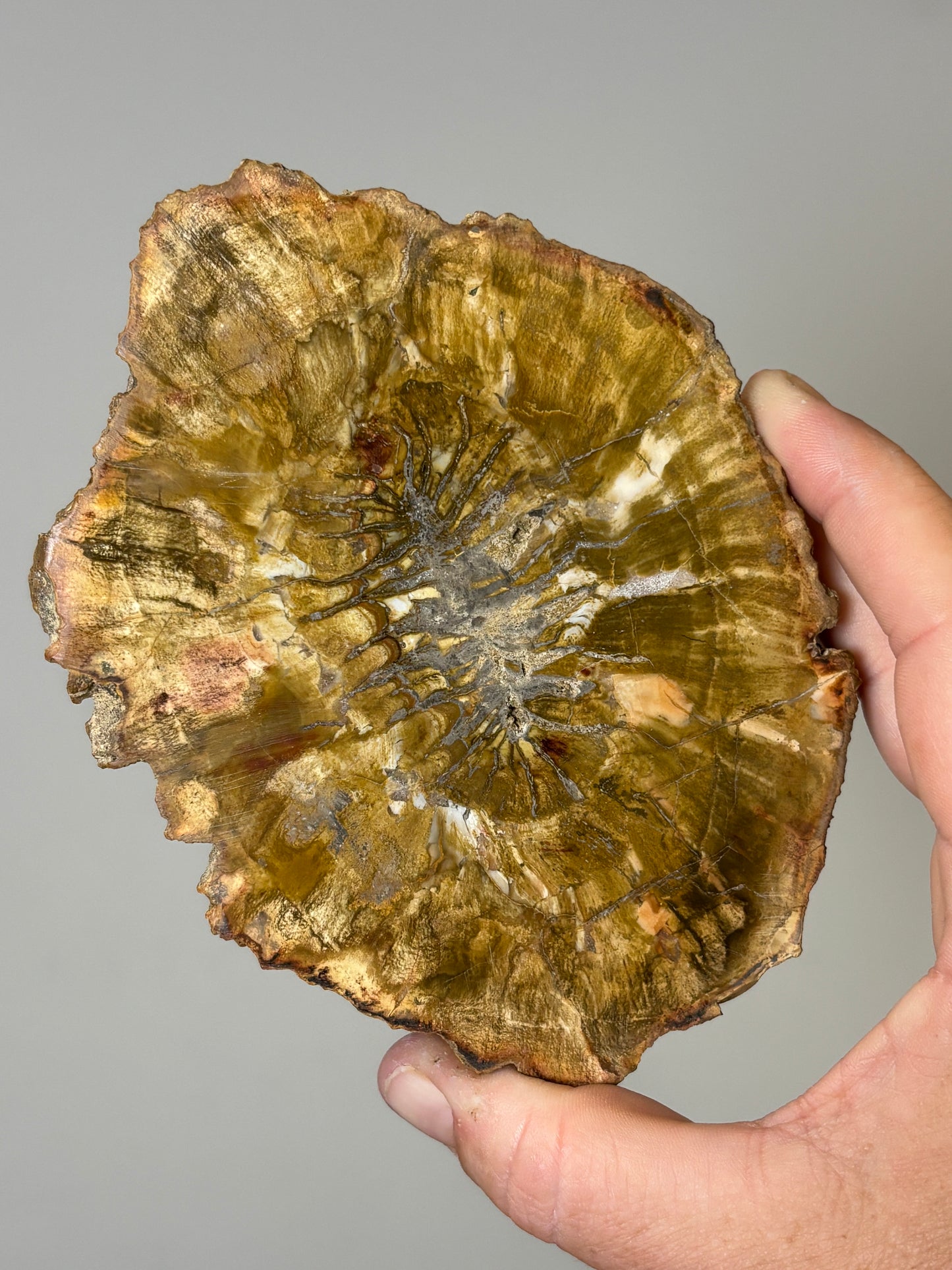 Petrified Wood slabs