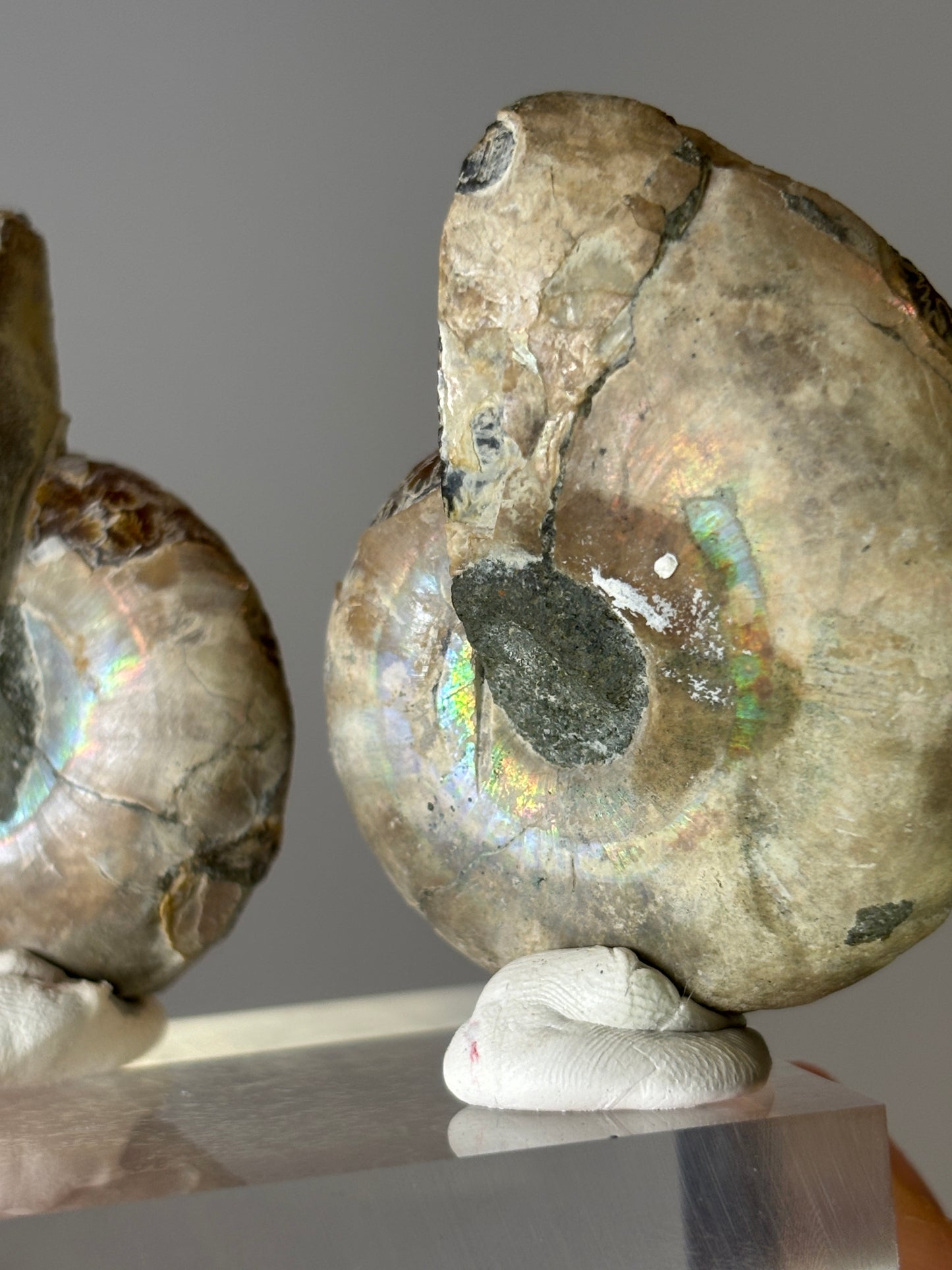 Small ammonite pair on acrylic block