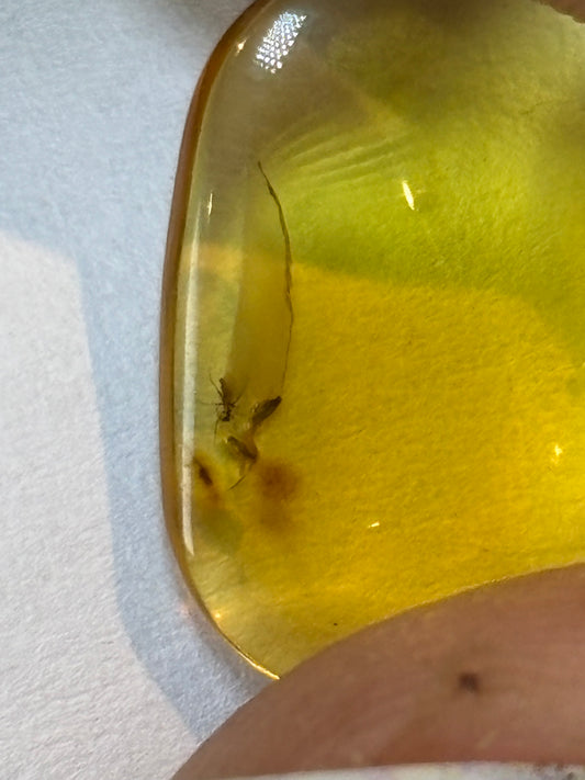 Bugs in Amber - boxed cabochons