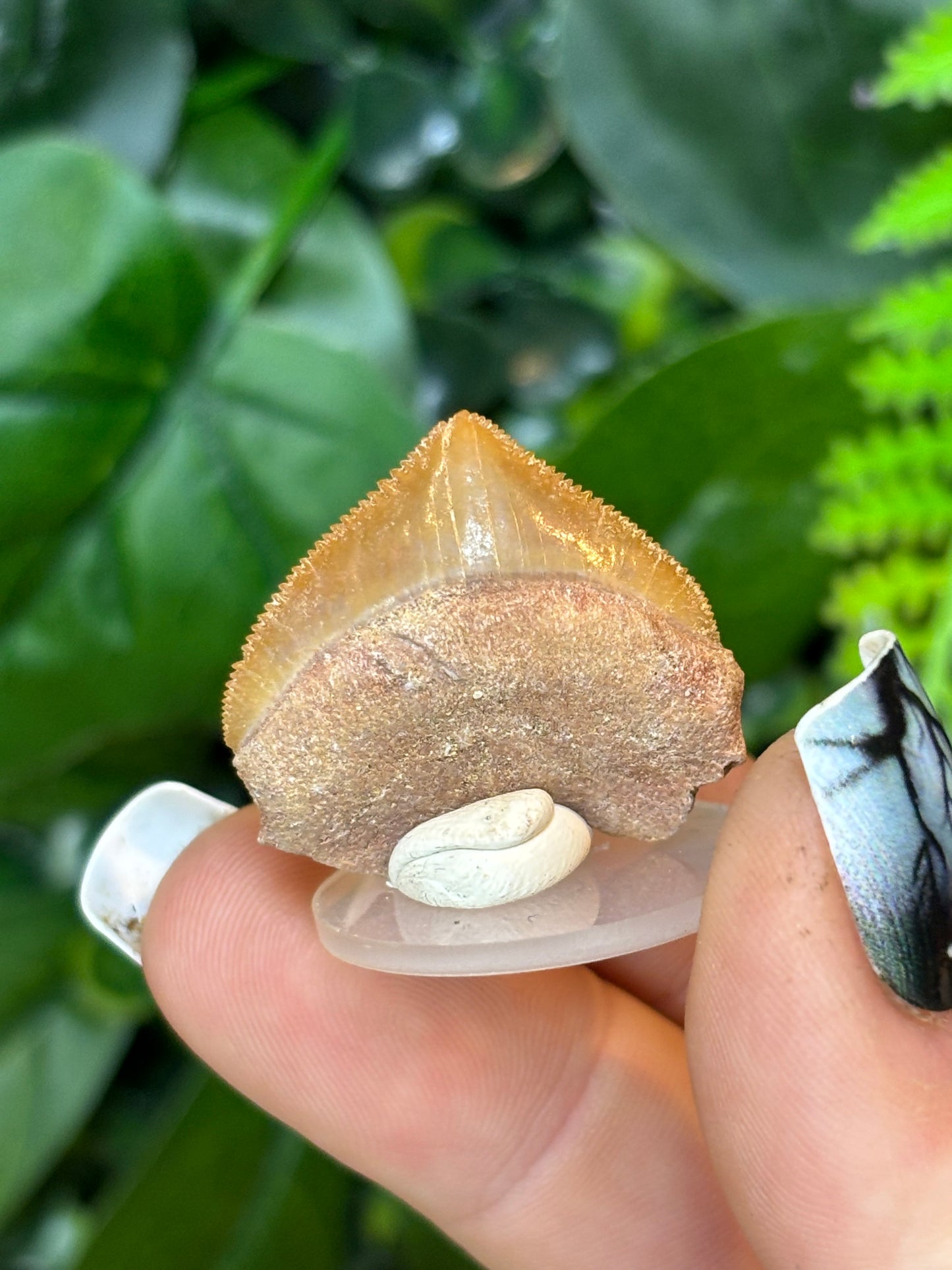 Fossilised Shark teeth