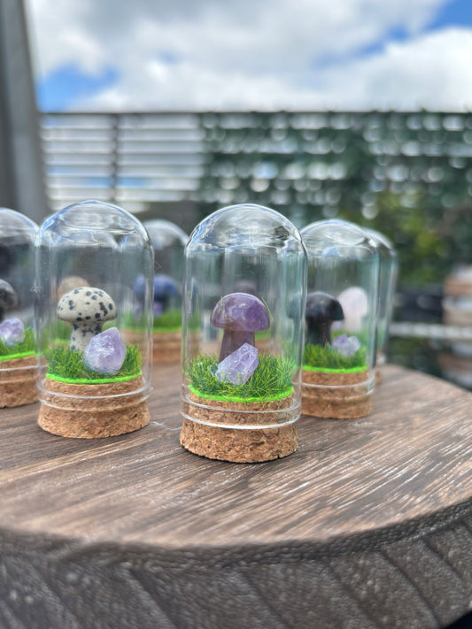 Mini mushroom terrarium