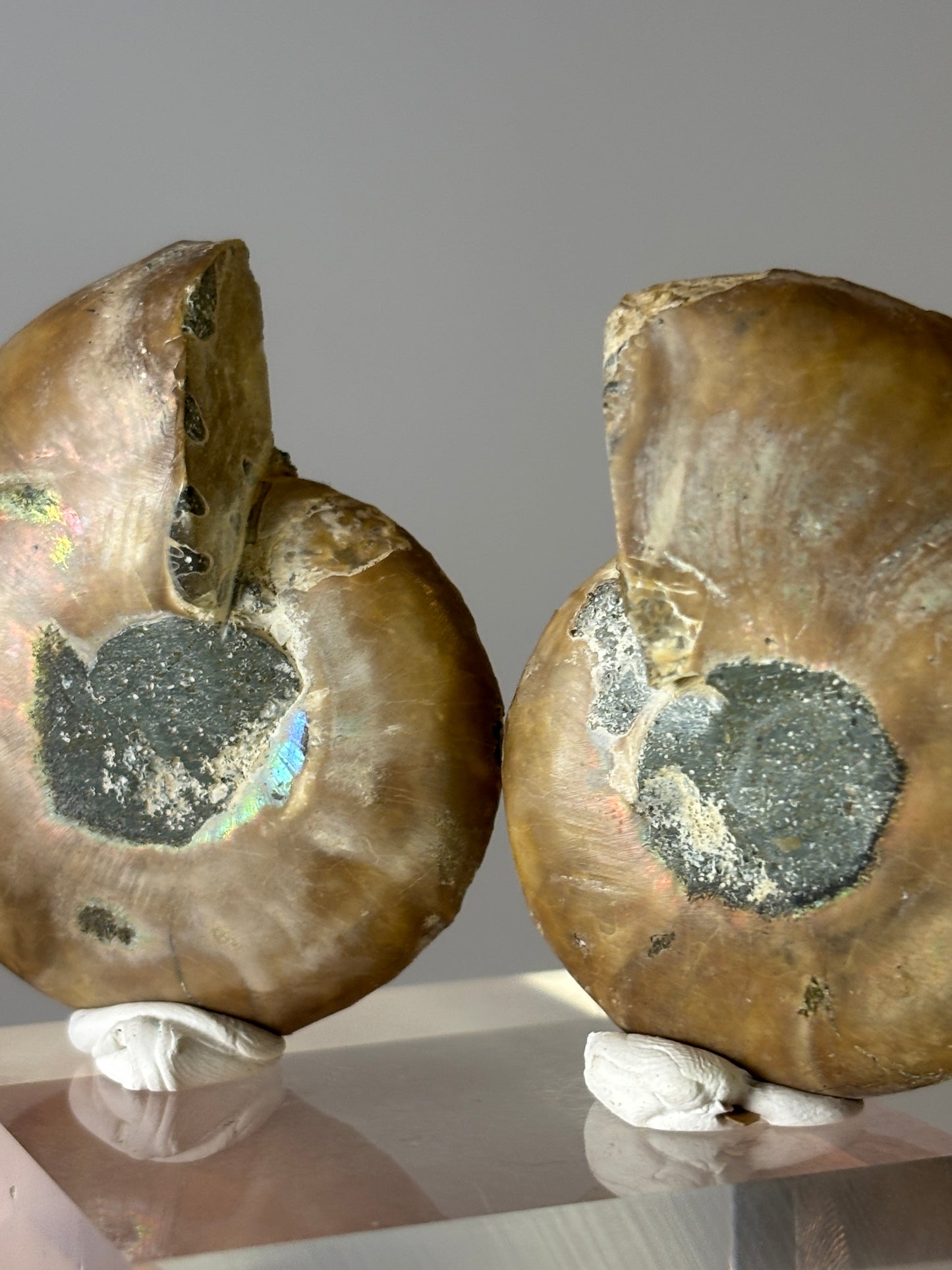 Small ammonite pair on acrylic block