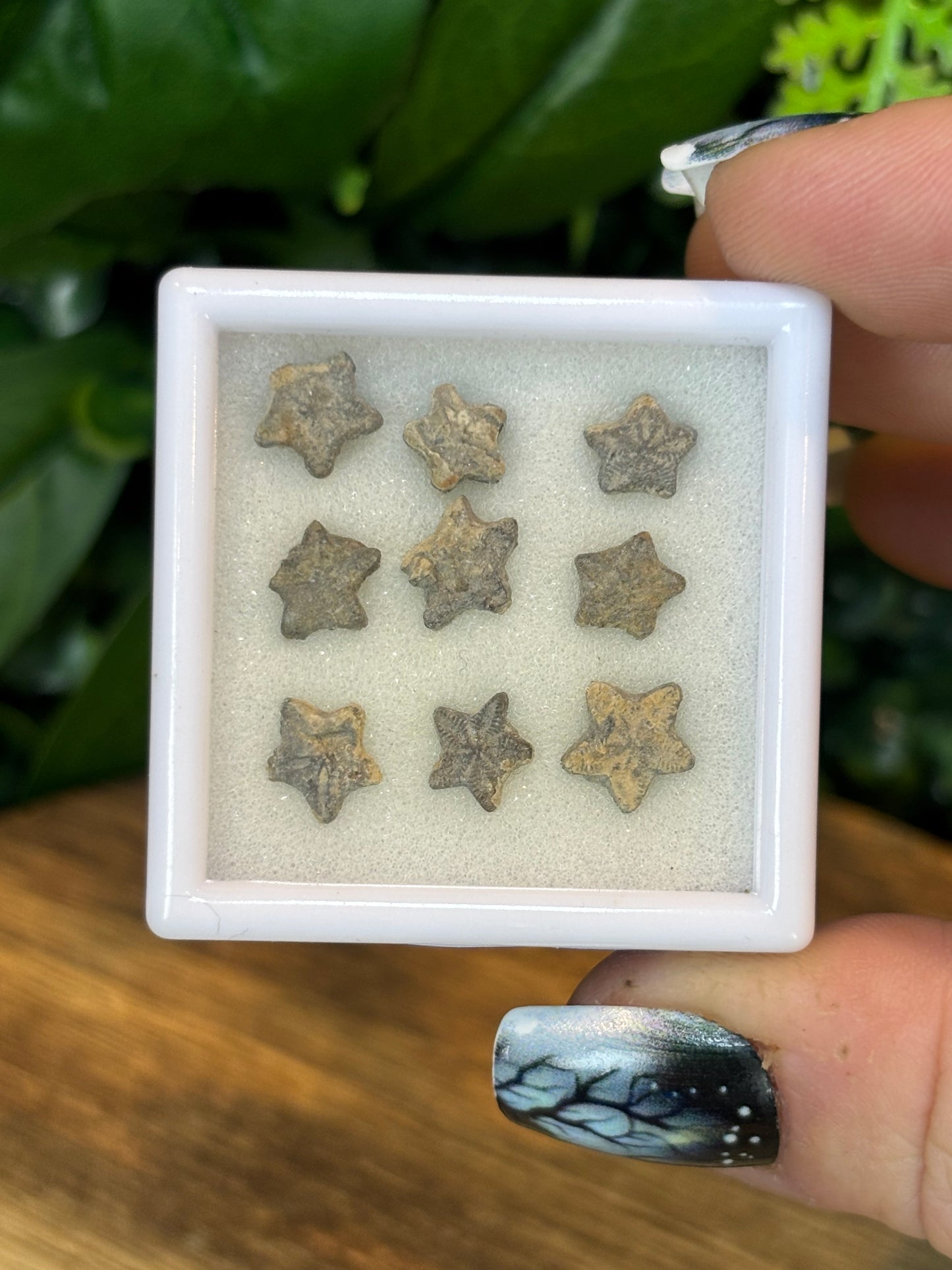 Crinoid stars - Morocco