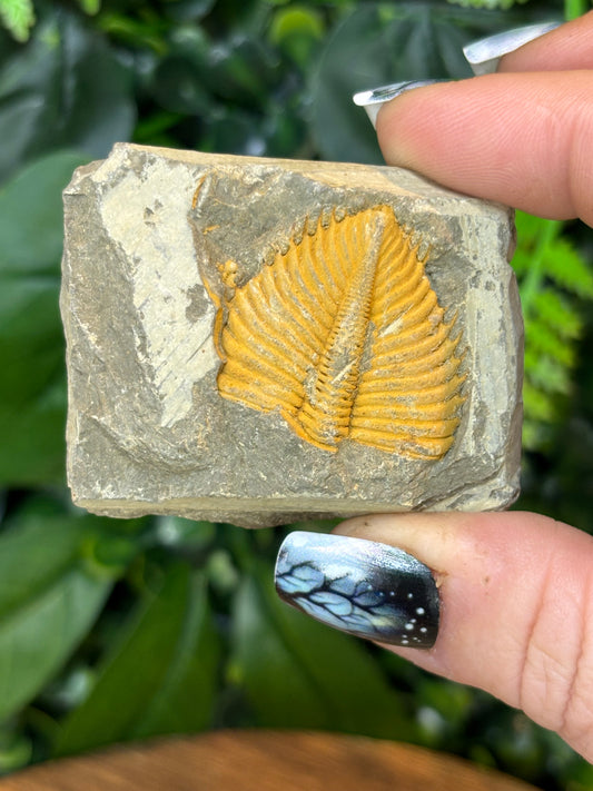 Trilobite Fossil in matrix