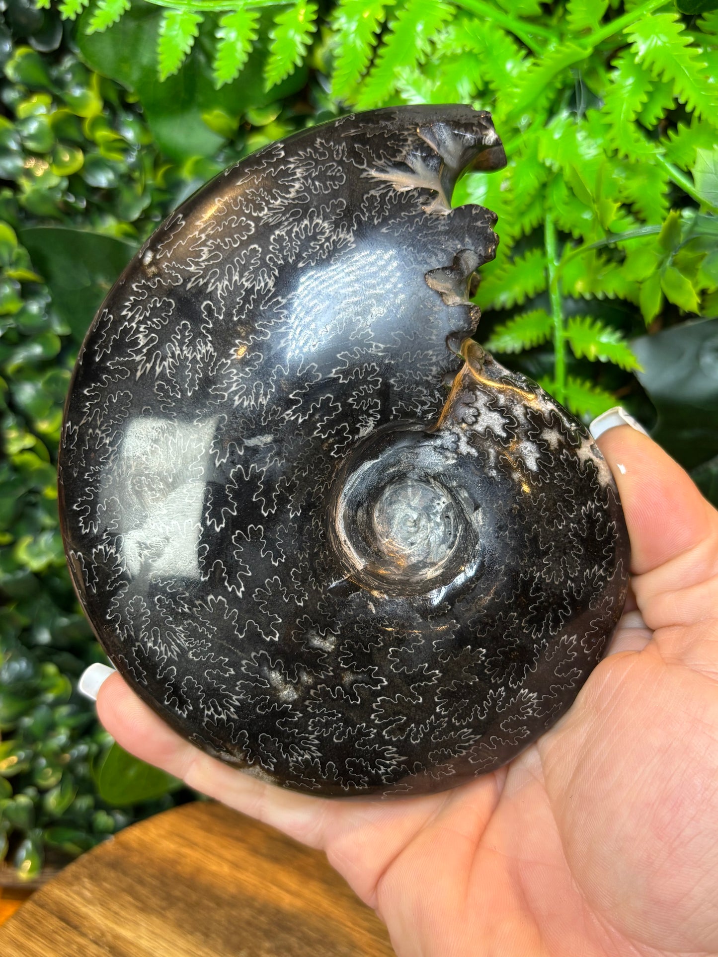 Whole black Ammonite