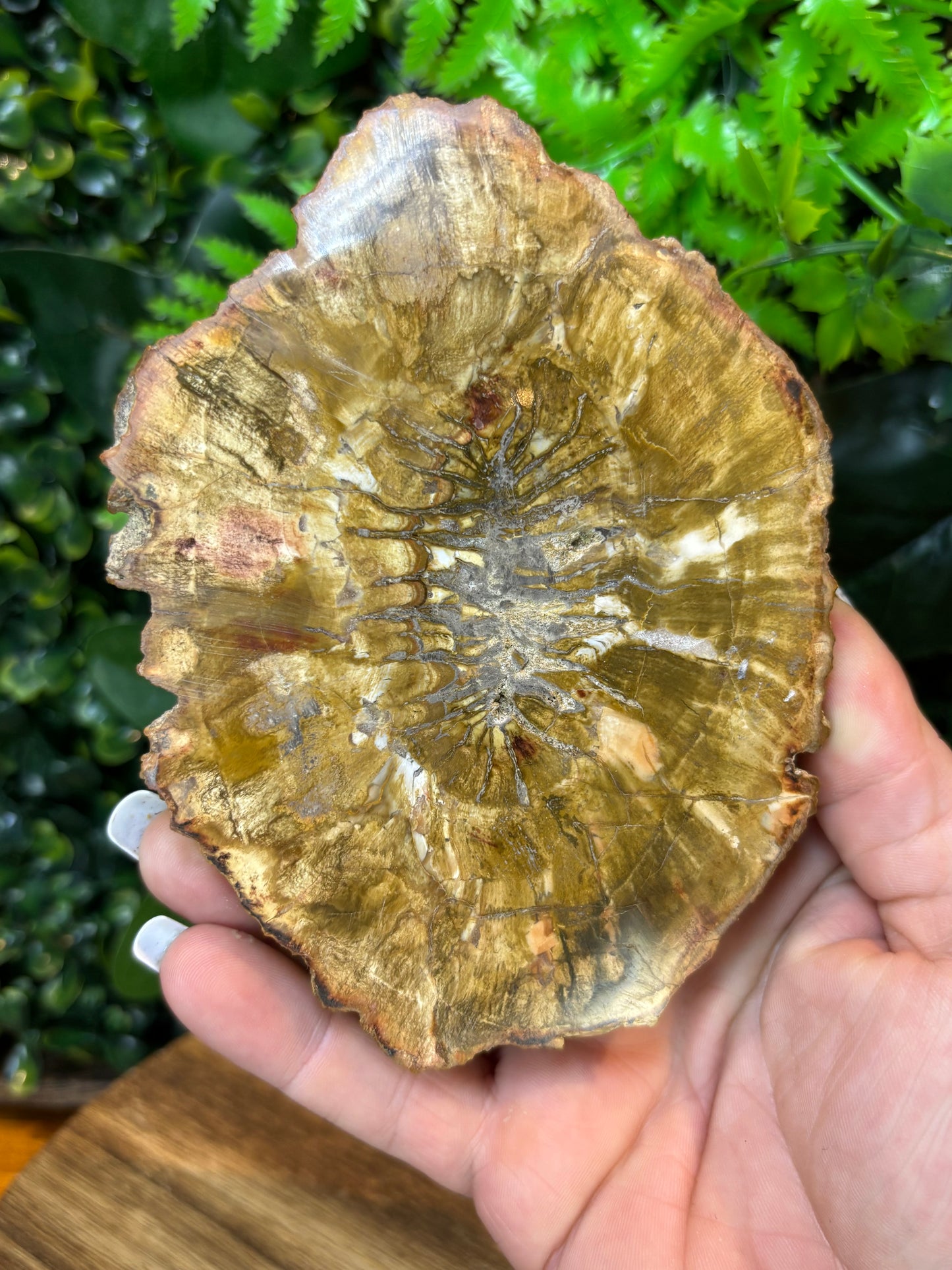 Petrified Wood slab