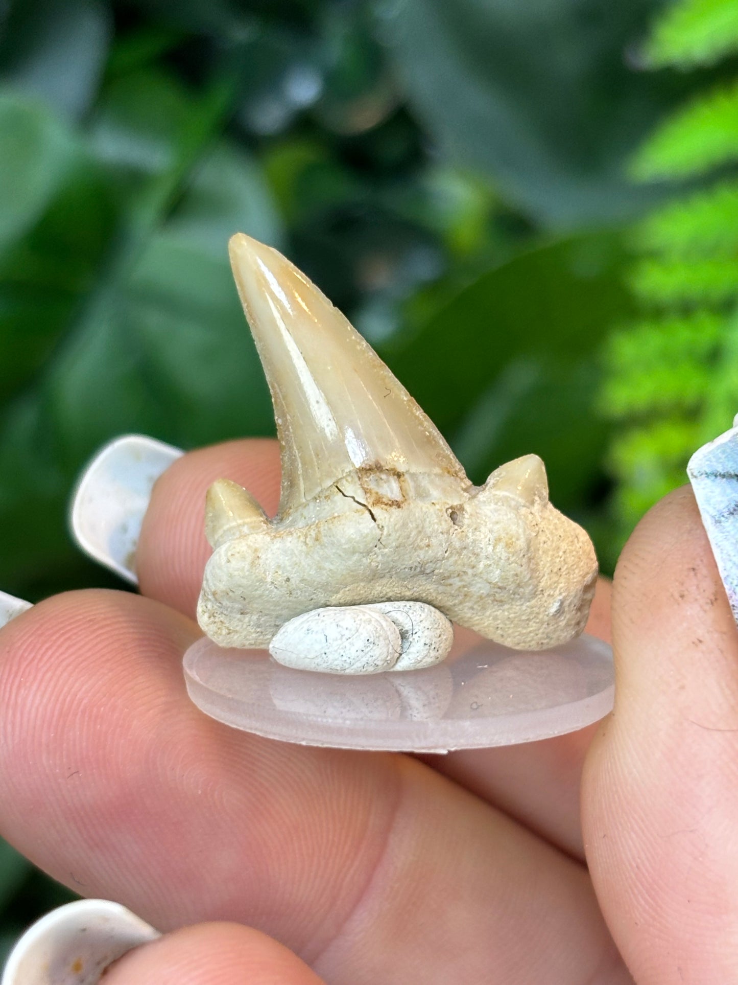 Fossilised Shark teeth