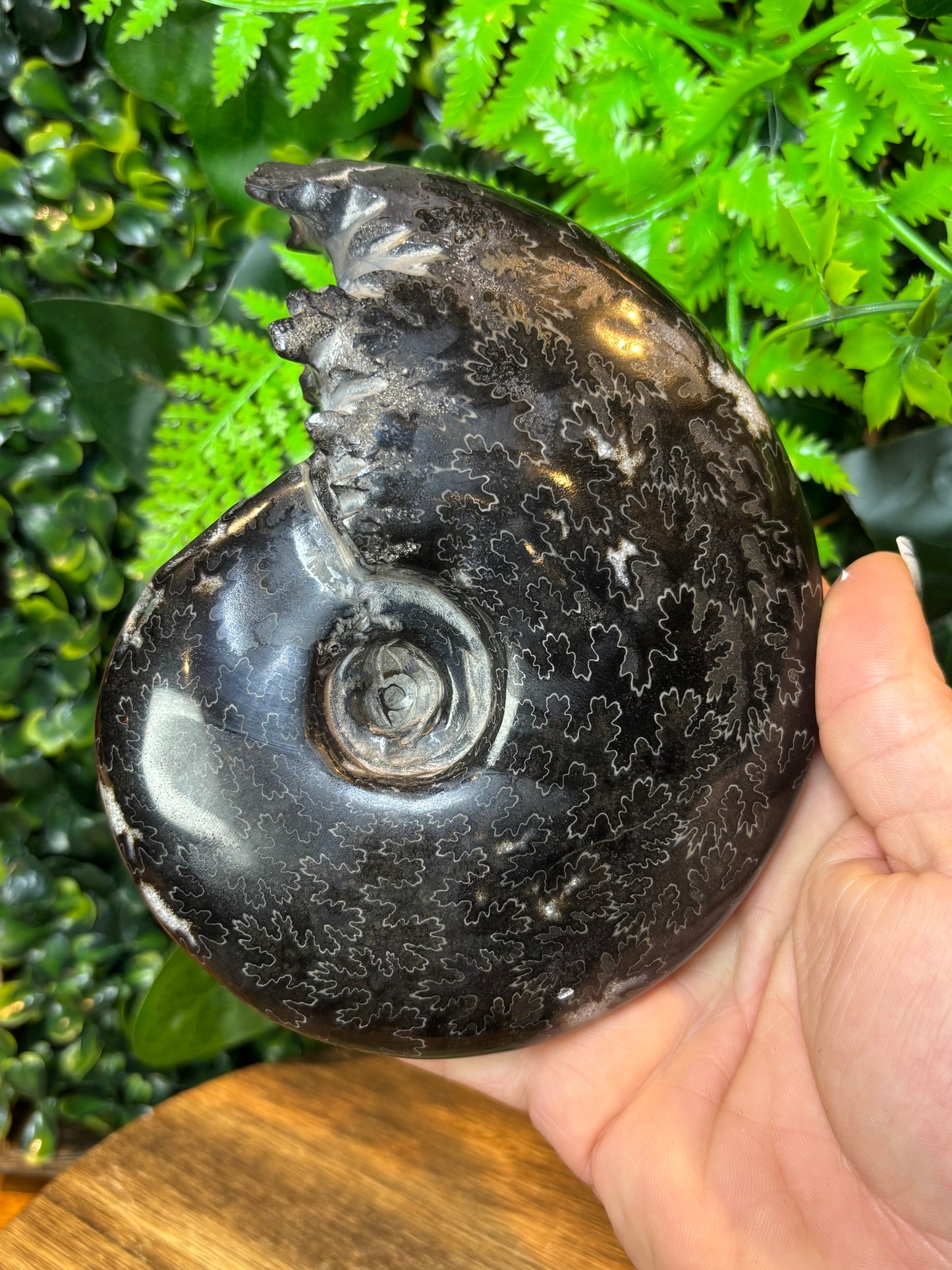 Whole black Ammonite