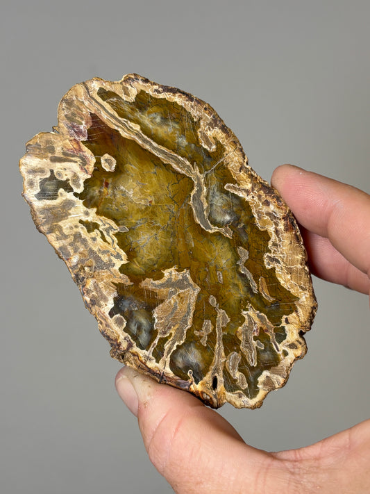 Petrified Wood slabs