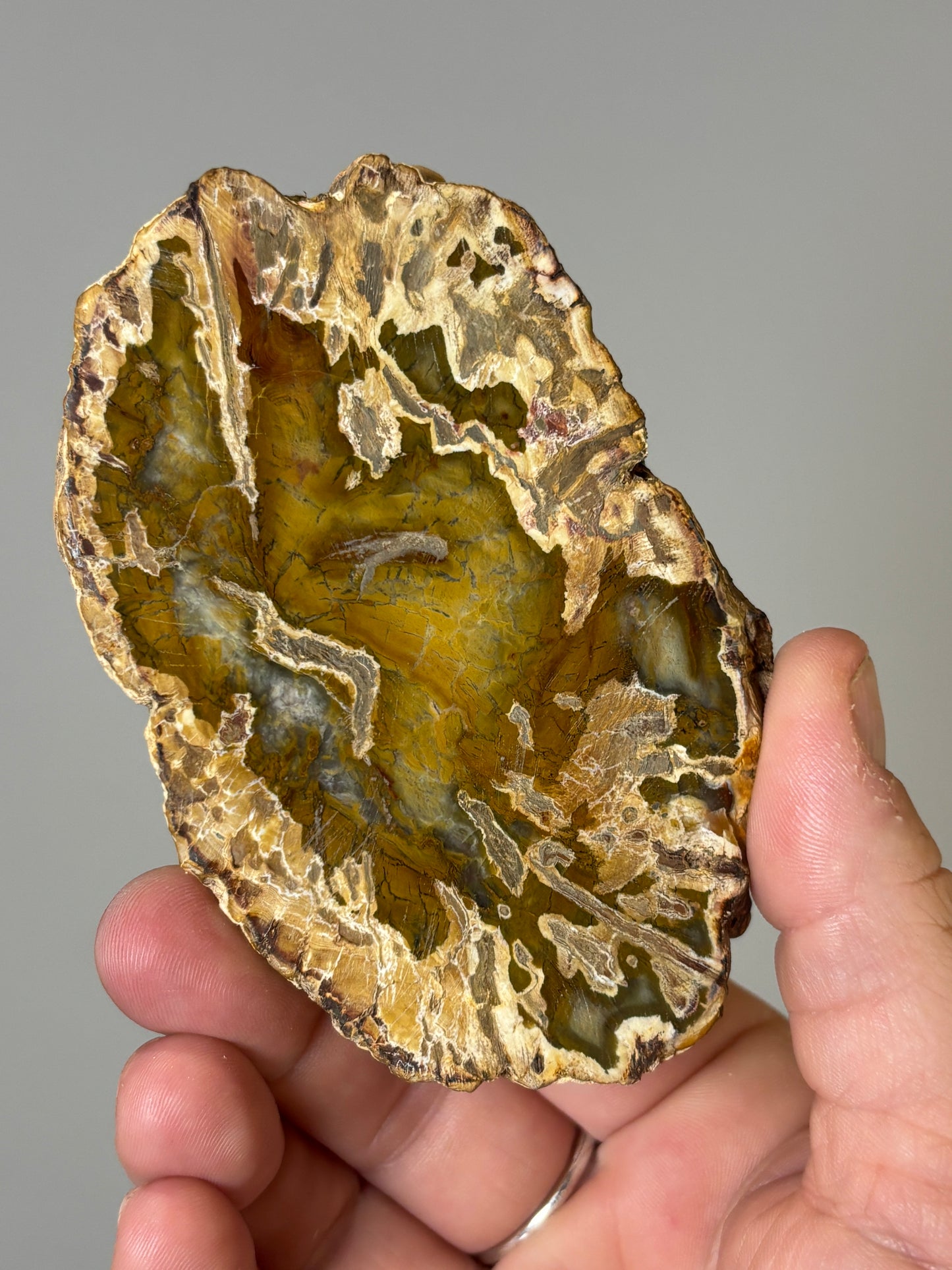 Petrified Wood slabs