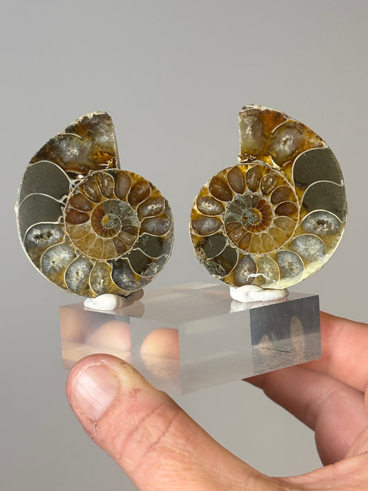 Small ammonite pair on acrylic block