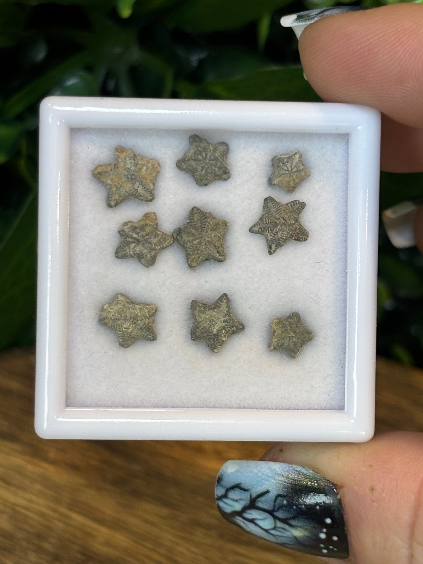 Crinoid stars - Morocco