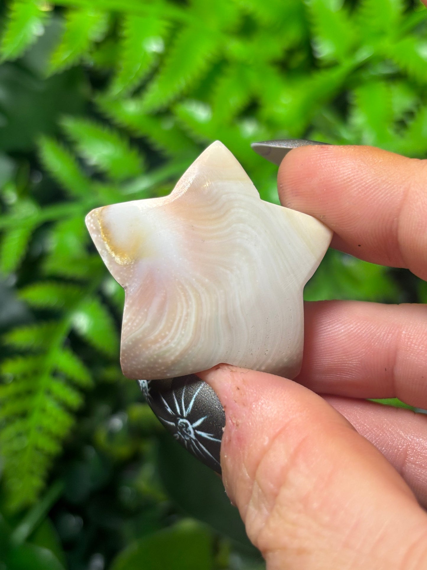 Shiva Shell Star