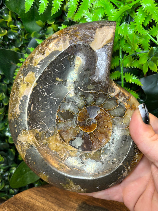 Ammonite Fossil bowl