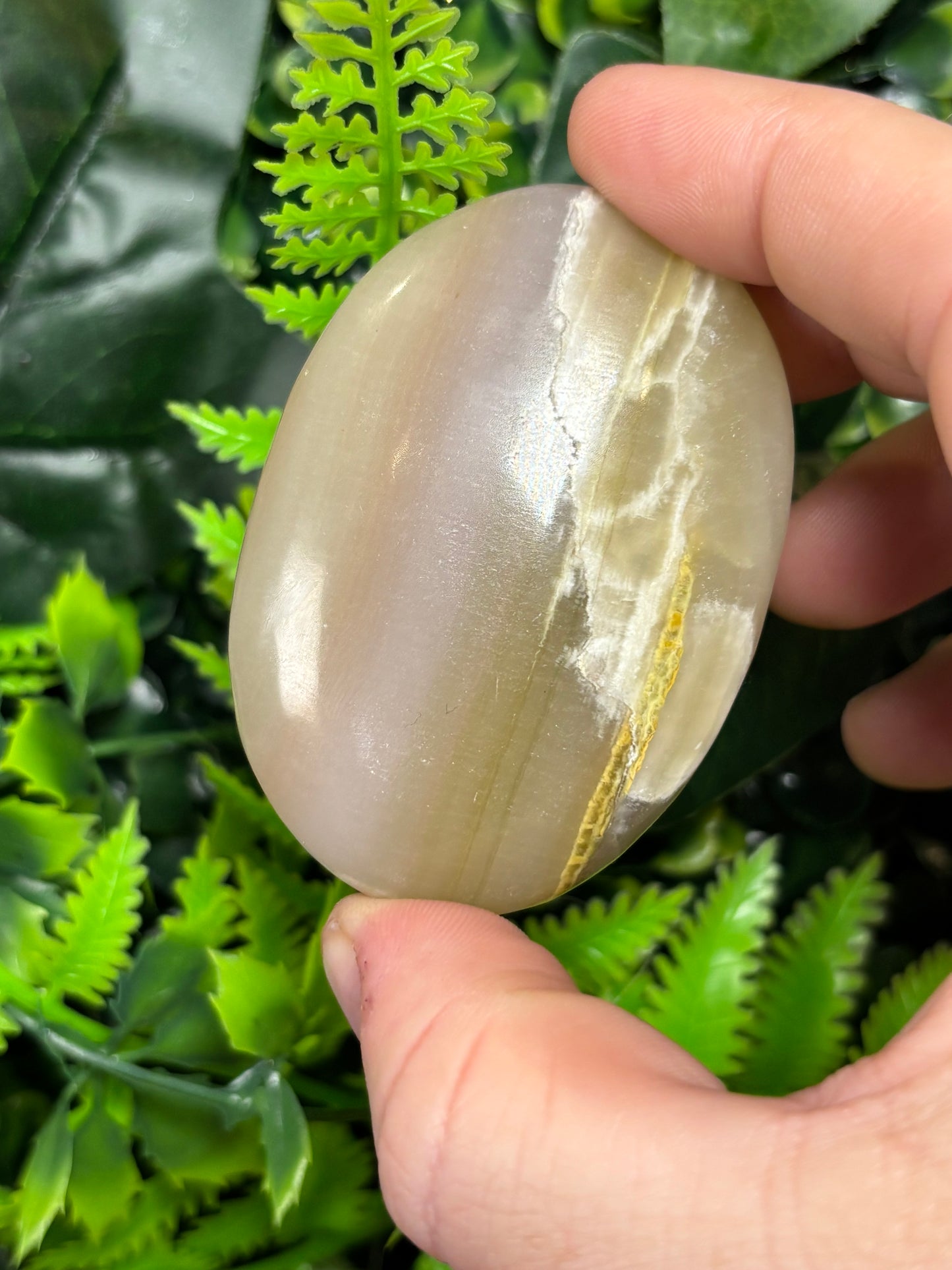 Banded Pink Onyx palm
