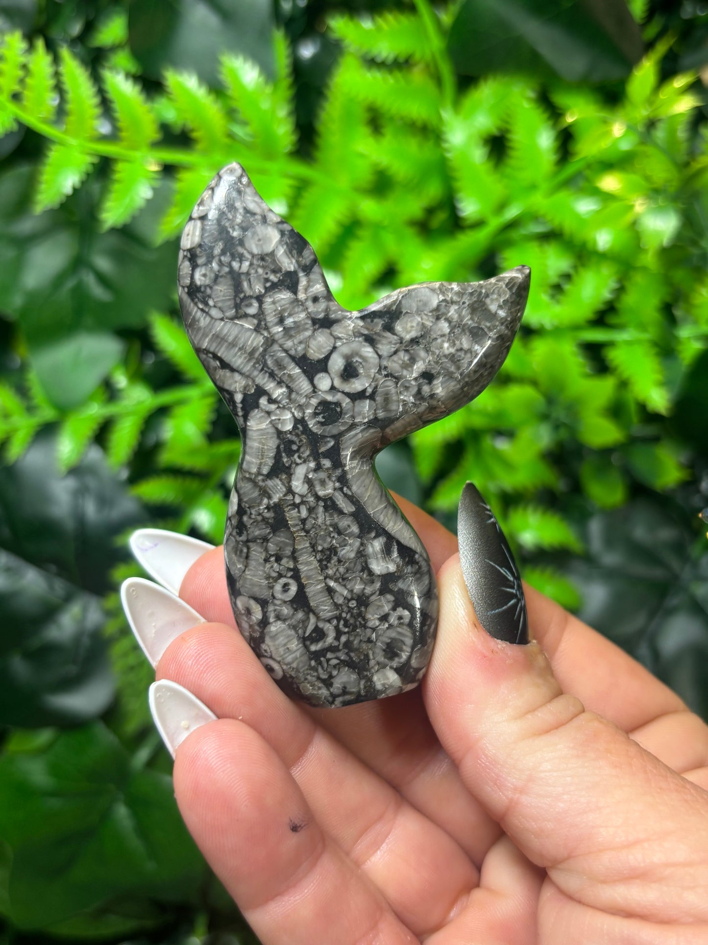 Fossilised Coral Siren Tail - B