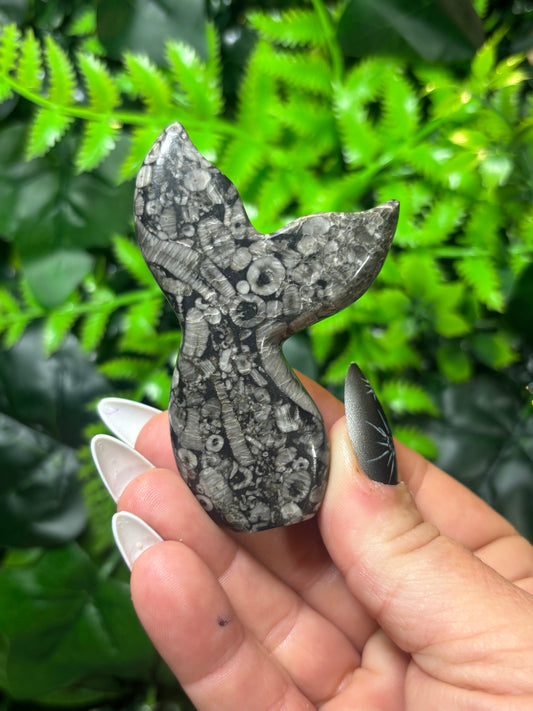 Fossilised Coral Siren Tail - B